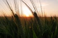 Wheat fields, a summer evening,