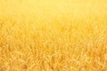 Wheat fields on sunset, golden ears of wheat landscape, grain of wheat harvest Royalty Free Stock Photo