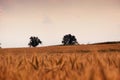 Wheat fields with trees in distance Royalty Free Stock Photo