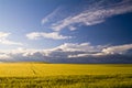 Wheat fields, under blue sky