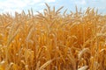 Wheat in the fields for the whole frame