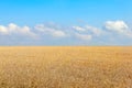 Wheat in the fields for the whole frame