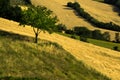 Agricultural fields cultivated and plowed with areas of green and yellow