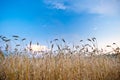 Wheat filed and blue skies Royalty Free Stock Photo