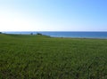 Wheat filed ocean background Royalty Free Stock Photo