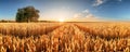 Wheat flied panorama with tree at sunset, rural countryside - Agriculture Royalty Free Stock Photo