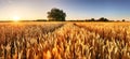 Wheat flied panorama with tree at sunset, rural countryside - Agriculture Royalty Free Stock Photo