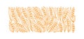 Wheat floral ornament for bakery. Spikelets and ears of wheat, rye or barley. Editable outline stroke. Vector line.