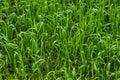 Wheat flour and Taxonomic green and yellow crop field