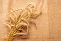 Wheat flour. Whole, barley, harvest wheat sprouts. Wheat grain ear or rye spike plant on linen texture or brown natural cotton