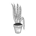 Wheat in flower pot sketch vector illustration
