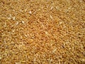 Wheat food grain background, close-up view Royalty Free Stock Photo