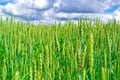 Wheat fresh of green color field with blue sky and white clouds from the perspective Royalty Free Stock Photo