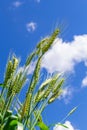 Wheat fresh of green color field with blue sky and white clouds from the perspective Royalty Free Stock Photo