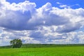 Wheat fresh of green color field with blue sky and white clouds from the perspective Royalty Free Stock Photo