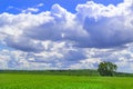 Wheat fresh of green color field with blue sky and white clouds from the perspective. Royalty Free Stock Photo