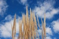 Wheat in front of blue sky Royalty Free Stock Photo