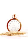 Wheat in front of vintage pocket clock. time concept Royalty Free Stock Photo