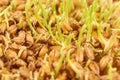 wheat germ background Royalty Free Stock Photo