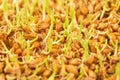 Wheat germ background Royalty Free Stock Photo