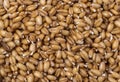 Wheat germ background Royalty Free Stock Photo