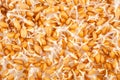 Wheat germ background Royalty Free Stock Photo