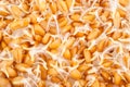 Wheat germ background Royalty Free Stock Photo