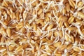 Wheat germ close up for background or texture theme proper nutrition Royalty Free Stock Photo