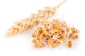 Wheat germ with ear Royalty Free Stock Photo