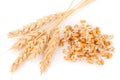 Wheat germ with ears Royalty Free Stock Photo