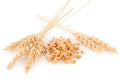 Wheat germ with ears Royalty Free Stock Photo