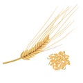 Wheat germ, the nutritious wheat kernel. isolated. Germinated grains Royalty Free Stock Photo