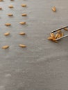 wheat germinate seed testing on wet paper Royalty Free Stock Photo