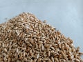 wheat germinate seed testing on wet paper Royalty Free Stock Photo