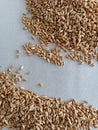 wheat germinate seed testing on wet paper Royalty Free Stock Photo