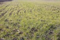 Wheat germinates in the spring in the field. Winter plants after winter close-up with blur Royalty Free Stock Photo