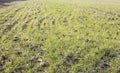 Wheat germinates in the spring in the field. Winter plants after winter close-up with blur Royalty Free Stock Photo