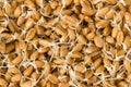 Wheat germs - background Royalty Free Stock Photo