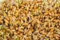 Wheat germs. Macro Royalty Free Stock Photo