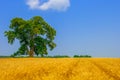 Wheat of gold color field with blue sky and white clouds from the perspective Royalty Free Stock Photo