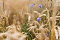 Wheat golden stems and cornflowers in summer field. Blue wildflowers and ripe rye or barley, beautiful floral wallpaper. Tranquil Royalty Free Stock Photo