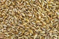 Wheat Grain Background Close Up Royalty Free Stock Photo