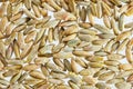 Wheat Grain Background Close Up Royalty Free Stock Photo