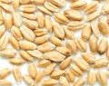 Wheat grain background Royalty Free Stock Photo