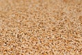 Wheat grain background Royalty Free Stock Photo