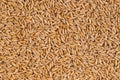 Wheat grain background Royalty Free Stock Photo