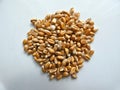 Wheat Grain Royalty Free Stock Photo