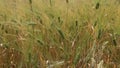 Wheat grain crop field on a sunny day