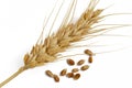 Wheat grain and ear