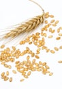 Wheat grain and ear isolated on white Royalty Free Stock Photo